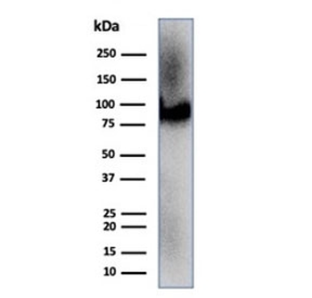 CD36 Antibody