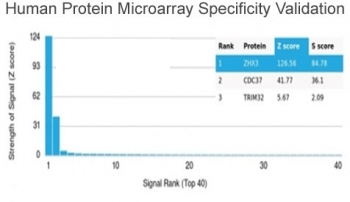 ZHX3 Antibody