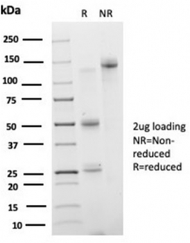 IRF3 Antibody / Interferon regulatory factor 3
