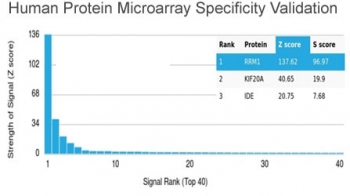 RRM1 Antibody / Ribonucleotide Reductase M1
