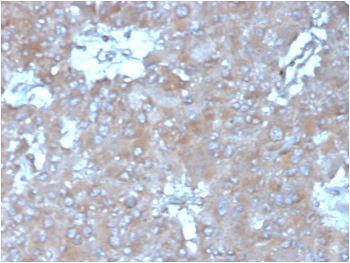 IL15 Antibody