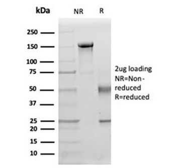 IL15 Antibody