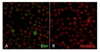 Bax Antibody