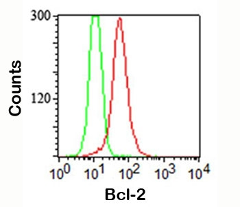 Bcl-2 Antibody