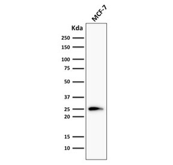 Bcl-2 Antibody