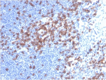 CD8a Antibody
