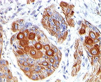 CD86 Antibody