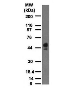 CD63 Antibody / LAMP-3