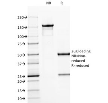 CD79a Antibody