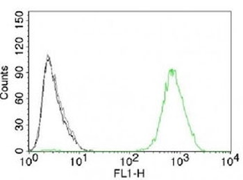 EGFR Antibody