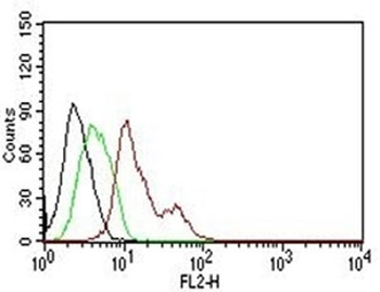 ER Antibody / Estrogen Receptor alpha