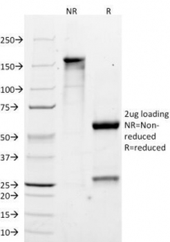 MART-1 Antibody