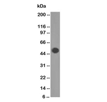 GFAP Antibody