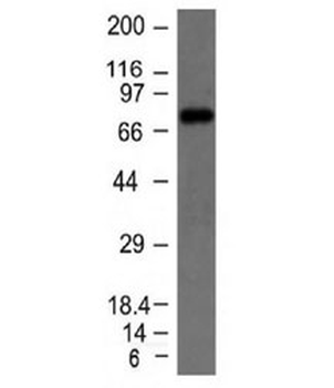 IgM Heavy Chain Antibody