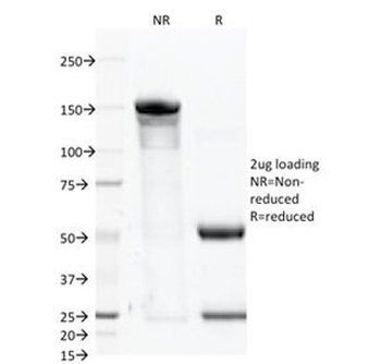 CD46 Antibody