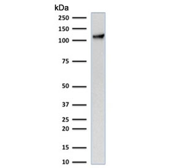 PECAM-1 Antibody / CD31
