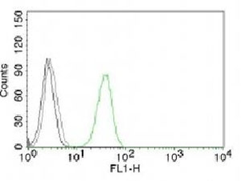 CD31 Antibody