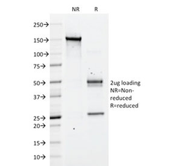 CD43 Antibody