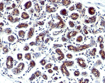 Estrogen Inducible Protein pS2 Antibody / TFF1