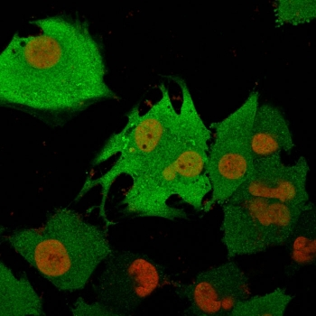 PGP9.5 Antibody / UchL1