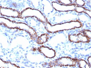 Cadherin 16 Antibody