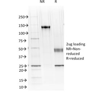 Cadherin 16 Antibody