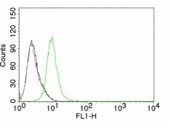 p27Kip1 Antibody