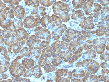 TOP1MT Antibody