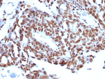 Histone H1 Antibody
