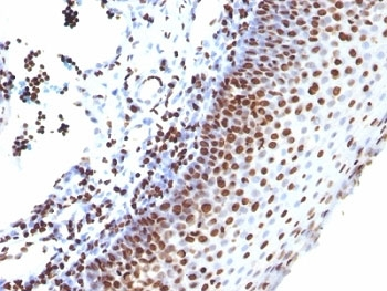 Histone H1 Antibody