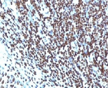 Histone H1 Antibody