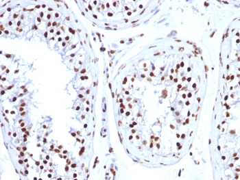 Histone H1 Antibody