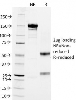 CD18 Antibody