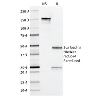 Arginase Antibody