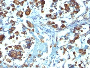 Mucin-3 Antibody