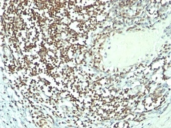 Nucleolin Antibody Cocktail