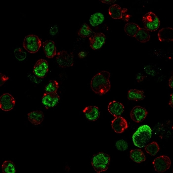 Neurofilament Antibody