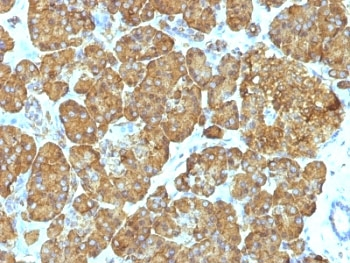 Cytochrome C Antibody Cocktail