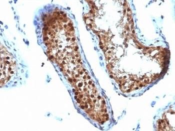 SUMO-2 Antibody