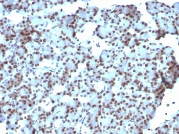 SUMO-1 Antibody