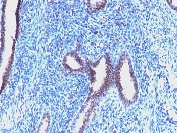 Cyclin B1 Antibody