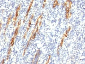 CD34 Antibody Cocktail