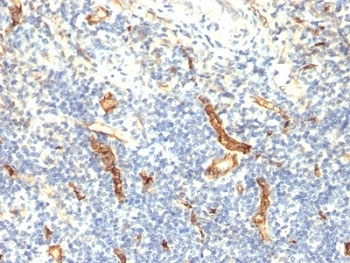CD34 Antibody