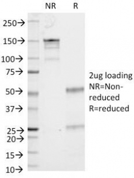 CD53 Antibody