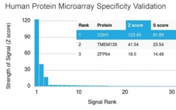 E-Cadherin Antibody / CDH1