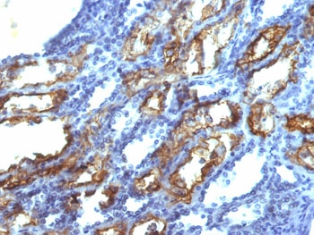 IFN gamma Antibody