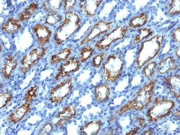 IFN gamma Antibody