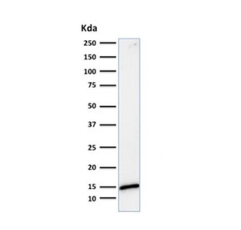 Galectin 1 Antibody