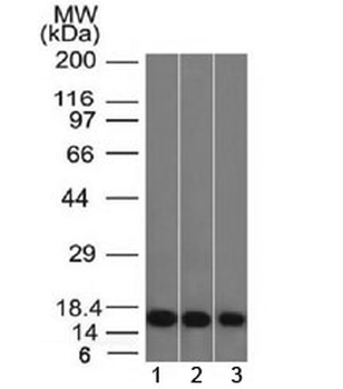 Galectin 1 Antibody