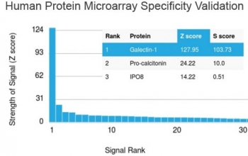 Galectin 1 Antibody